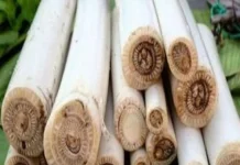 Umbut Pisang Memiliki Banyak Kasiat Bagi Kesehatan