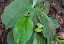 Kasiat Daun Kencur Bagi Kesehatan