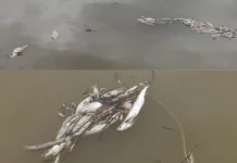 Ribuan Ikan di Sungai Saeh Mati Mendadak
