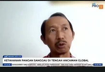 Produksi Padi Sanggau Stabil Hadapi Dampak Eskalasi Global