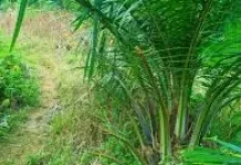 Waktu Tepat Perunding dan Kastrasi Tanaman Sawit