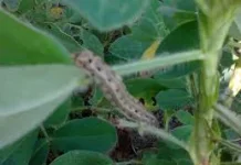 Kiat Pengendalian Hama Terpadu pada Tanaman Kacang Tanah