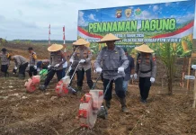 Polda Kalbar Tanam Jagung Hibrida di Kembayan