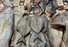 Suplai dari Luar Daerah, Harga Ikan di Sanggau Naik