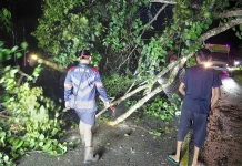 Pohon Tumbang Timpa Truk di Jalan Sosok-Ngabang