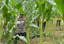 Kejar Target Panen, Polsek Sekayam Maksimalkan Pemeliharan Jagung