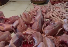 Harga Ayam Potong di Sanggau Stabil
