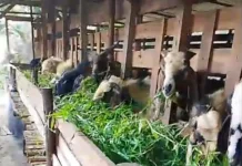 Permintaan Kambing Kurban di Sekayam Mulai Naik
