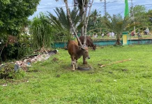 Stok Sapi Kurban di Sanggau Dipastikan Aman untuk Idul Adha 2026