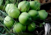 Tips Menjaga Khasiat Air Kelapa agar Tetap Sehat