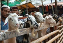 Program ASUH Jadi Acuan Pemilihan Hewan Kurban di Sanggau
