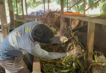 Disbunnak Sanggau Cek Tiga Penampungan Hewan Kurban