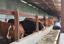 Sektor Peternakan Sanggau Didorong Melalui Integrasi Lahan Sawit