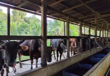 Disbunnak Sangggau Lakukan Pengawasan Ketat Hewan Kurban