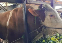 Sapi Simental 804 Kilogram Jadi Kurban Presiden Prabowo