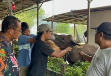 Pemeriksaan Hewan Kurban di Sanggau Capai Ratusan Ekor