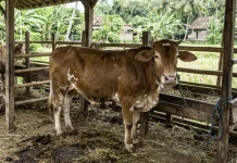 Tabungan Kecil menuju Ibadah Kurban Penuh Makna