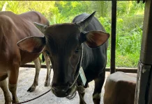 Sapi Kurban di Sanggau Dipastikan Bebas PMK