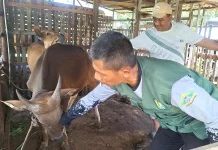 Medik Veteriner Sekayam Intensifkan Pemeriksaan Kesehatan Hewan