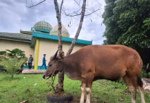 Dewan Masjid Indonesia Sekayam Catat 121 Hewan Kurban