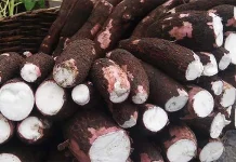 Begini Cara Mengendalikan Hama pada Tanaman Singkong