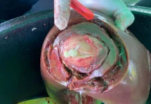 Petugas Disbunnak Sanggau Temukan Abses Hati pada Sapi Kurban