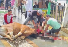 Iduladha, Masjid Jami Sanggau Terima 9 Sapi Kurban