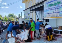 Masjid Agung Sanggau Sembelih 11 Hewan Kurban Iduladha