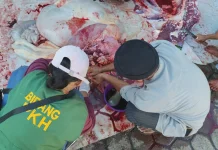 Satu Sapi Kurban Terindikasi Cacing Hati di Sanggau, Daging Tetap Aman Dikonsumsi