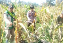 Panen Jagung Polsek Tayan Hulu Capai 8,5 Ton
