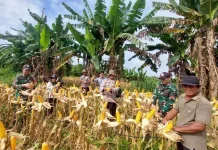 Panen Jagung Polsek Jangkang Capai 7,88 Ton