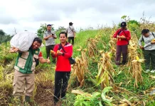 Panen Jagung Polisi di Sosok Hasilkan 7,2 Ton