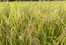 Dilanda Kemarau, Pemkab Sanggau Klaim Stok Beras Aman