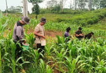 Demplot Jagung Polsek Beduai Sarana Edukasi Ketahanan Pangan