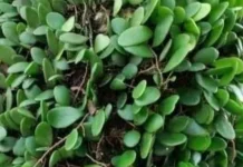 Manfaat Daun Sisik Naga untuk Kesehatan