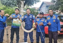 Damkar Sanggau Evakuasi Ular Puraca dari Rumah Warga