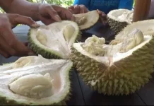 Risiko Dibalik Kelezatan Eksotis Buah Durian