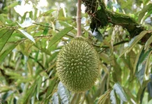 Buah Durian Gagal Matang? Ini Sebabnya