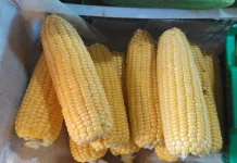 Kelangkaan Pasokan Picu Kenaikan Harga Jagung di Sanggau