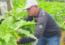 Sekda Sanggau Panen Terong di Lahan Eks Sampah