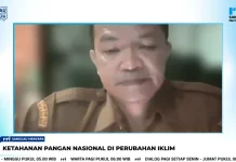 Produksi Pangan Sanggau Diprediksi Menurun imbas Anomali Iklim