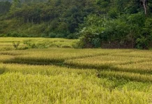 Petani Sanggau Diminta Waspadai Anomali Cuaca