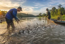UMKM Sanggau Manfaatkan Ikan Lokal Tayan