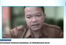 Perubahan Iklim Ancam Ketahanan Pangan di Kabupaten Sanggau