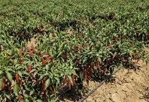 Kemarau di Sanggau, Tanaman Hortikultura Rentan Terdampak