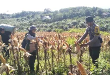 Poktan Pokat Bauh Hasilkan Jagung Hibrida 11,8 Ton