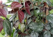 Khasiat Daun Sirih Merah bagi Kesehatan Anak