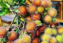 Trik Mengatasi Buah Rambutan Gugur sebelum Matang