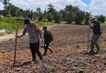 Dua Hektare Lahan Ditanam Jagung Dukung Swasembada Pangan