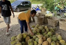 Entikong-Sekayam Masih Jadi Penghasil Durian Terbaik Sanggau